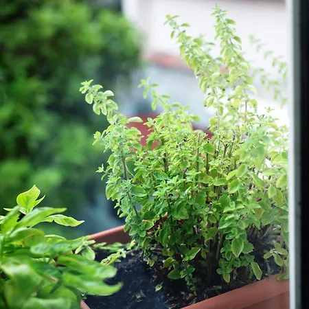 Apartment Da Umberto *